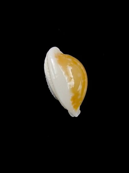 Cypraea bernardi 12,6 mm-11184