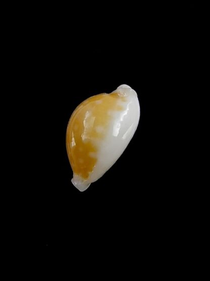 Cypraea bernardi 12,6 mm-11186