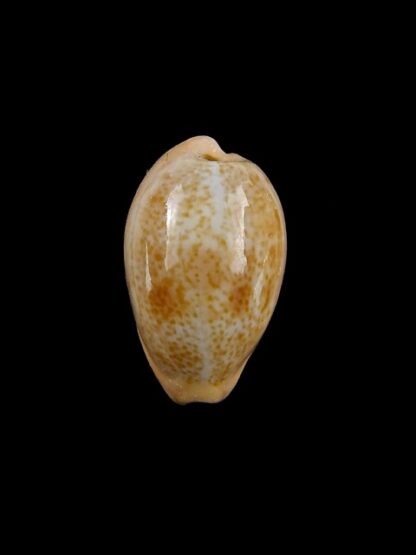 Cypraea bregeriana f. pervelata Gem 22,4 mm --11208