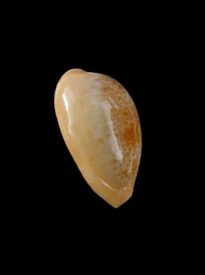 Cypraea bregeriana f. pervelata Gem 22,4 mm --11207