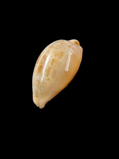 Cypraea bregeriana f. pervelata Gem 22,4 mm --11209