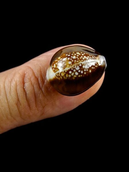 Cypraea caput serpentis super small size 18 mm Gem-0