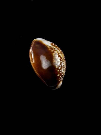 Cypraea caput serpentis super small size 18 mm Gem-11220