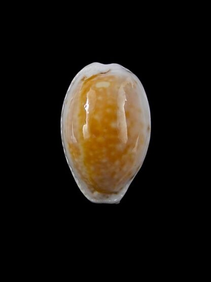 Cypraea cernica kermadecensis 22,4 mm Gem-11225