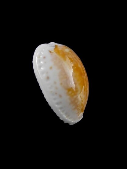 Cypraea cernica kermadecensis 22,4 mm Gem-11227