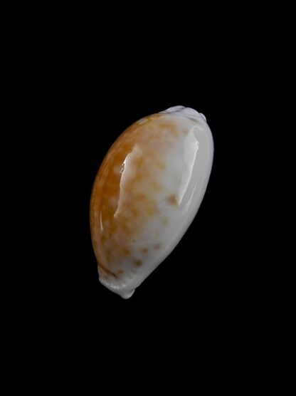 Cypraea cernica kermadecensis 22,4 mm Gem-11228