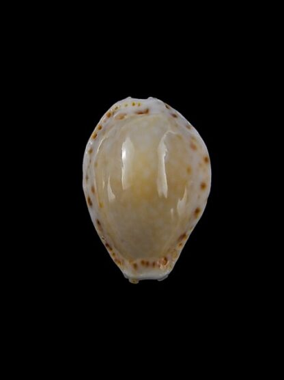 Cypraea cernica viridicolor 20,5 mm Gem-11230