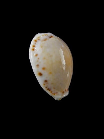 Cypraea cernica viridicolor 20,5 mm Gem-11232