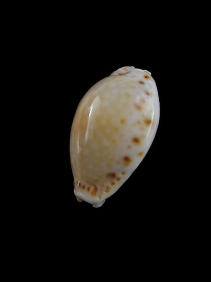 Cypraea cernica viridicolor 20,5 mm Gem-11229