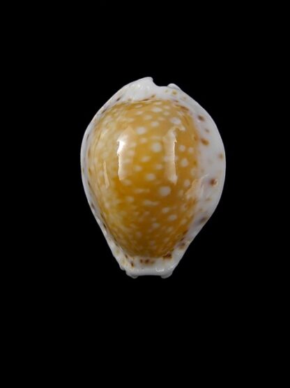 Cypraea cernica viridicolor 24,6 mm Gem-11241