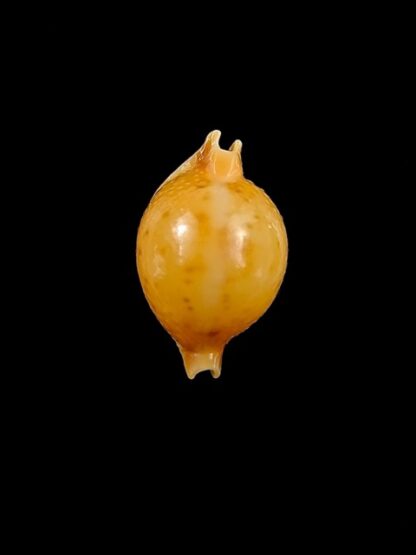 Cypraea bistrinotata sublaevis 18,2 mm Gem-11200