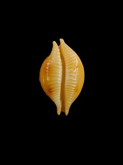 Cypraea bistrinotata sublaevis 18,2 mm Gem-11198