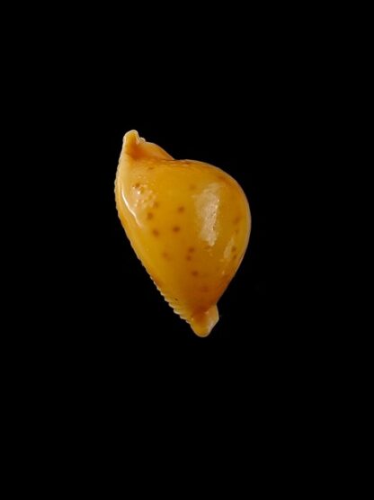 Cypraea bistrinotata sublaevis 18,2 mm Gem-11199