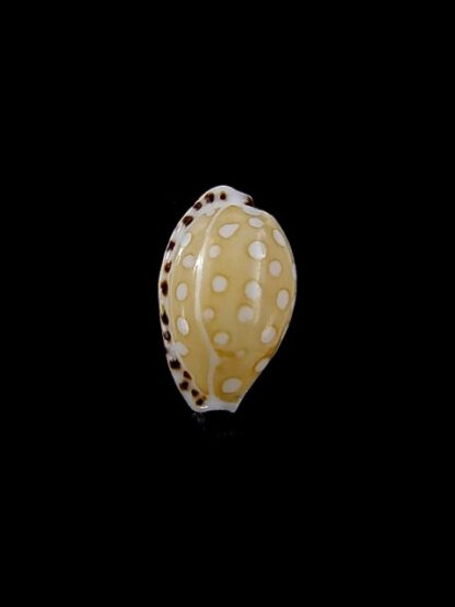 Cypraea cumingii compta 10,7 mm Gem-11265