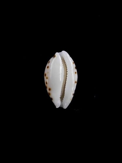 Cypraea cumingii compta 10,7 mm Gem-11263