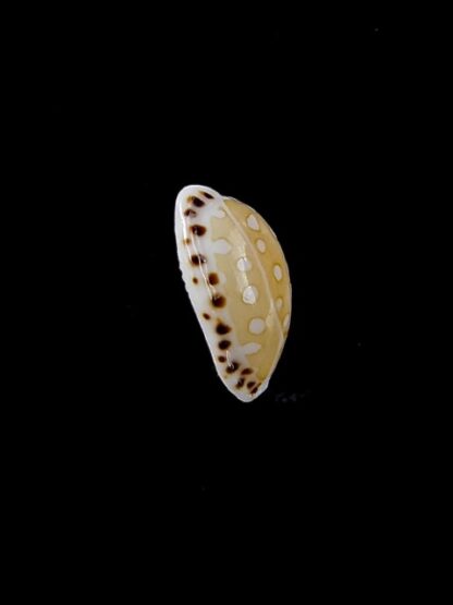 Cypraea cumingii compta 10,7 mm Gem-11264