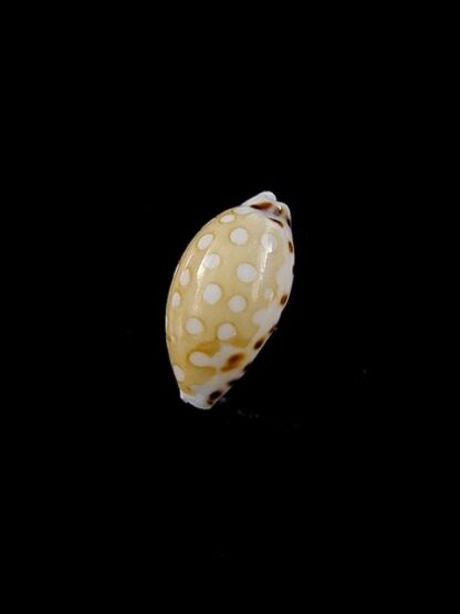 Cypraea cumingii compta 10,7 mm Gem-11266