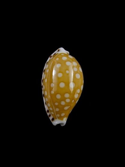 Cypraea cumingii. 18,2 mm Gem-11273