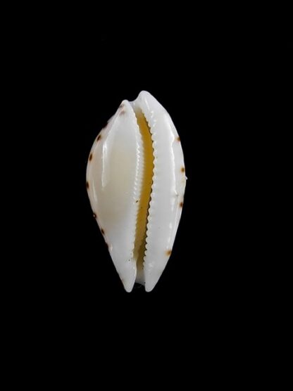 Cypraea cumingii. 18,2 mm Gem-11272