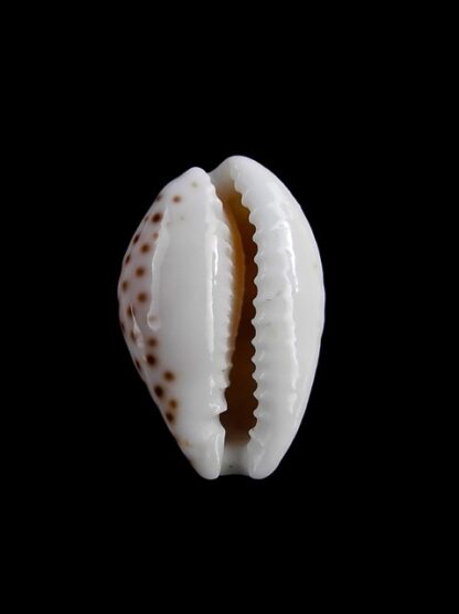 Cypraea esontropia esontropia. 19,4 mm Gem-11286