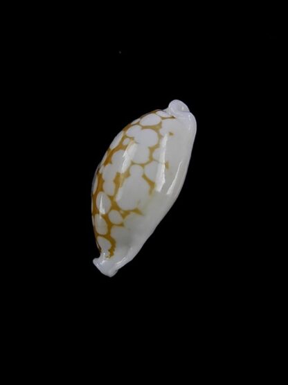 cypraea cribraria gaspardi 17,8 mm Gem-11255