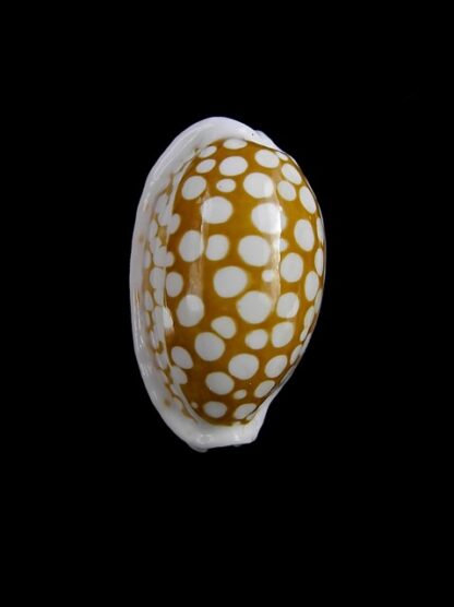 Cypraea cribraria ganteri 23 mm Gem-11248