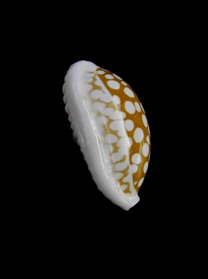 Cypraea cribraria ganteri 23 mm Gem-11244