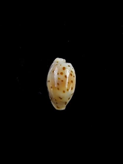 Cypraea punctata trizonata 9,9 mm-11305