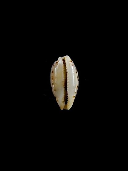 Cypraea punctata trizonata 9,9 mm-11302
