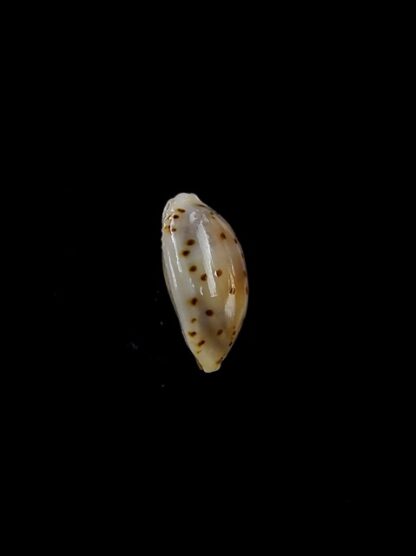 Cypraea punctata trizonata 9,9 mm-11303