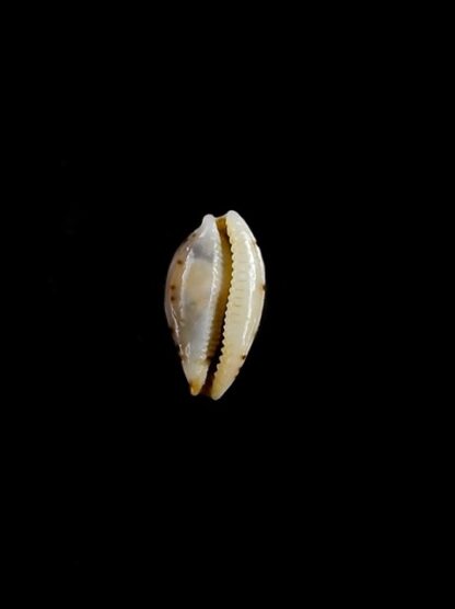 Cypraea punctata trizonata 9,2 mm-11291