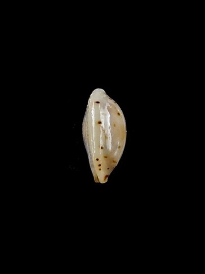 Cypraea punctata trizonata 9,2 mm-11295