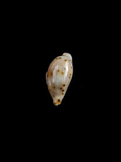 Cypraea punctata trizonata 9,2 mm-11294