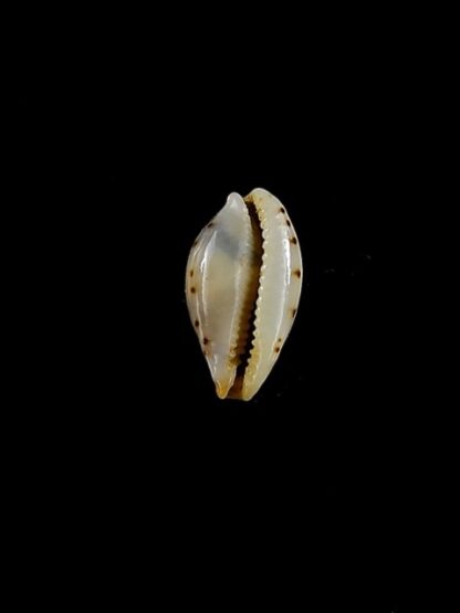 Cypraea punctata trizonata 10 mm-11313