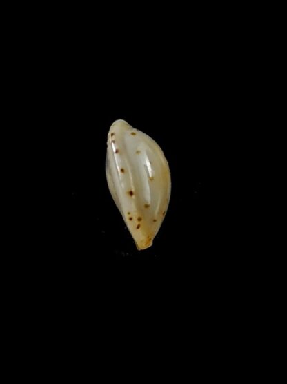 Cypraea punctata trizonata 10 mm-11311