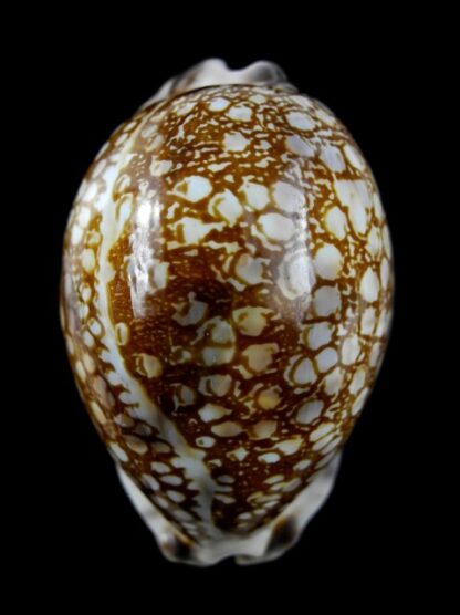 Cypraea histrio westralis 60,7 mm F+++/Gem-11404