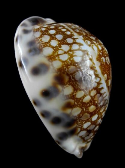 Cypraea histrio westralis 60,7 mm F+++/Gem-11403