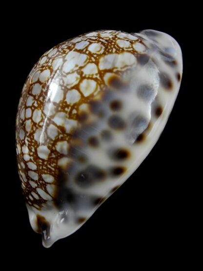 Cypraea histrio westralis 60,7 mm F+++/Gem-11402