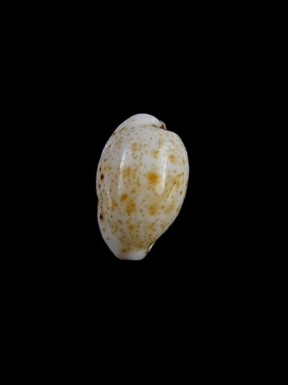 Cypraea hamondae hamondae 13,1 mm Gem-11398