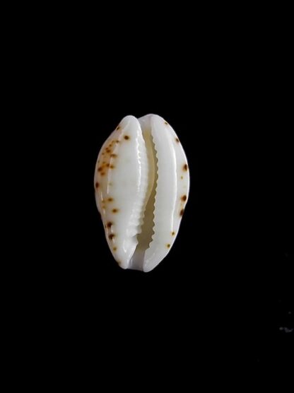 Cypraea hamondae hamondae 13,1 mm Gem-11396