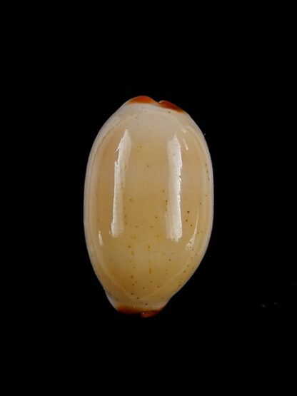 Cypraea givella 26,5 mm Gem-11390