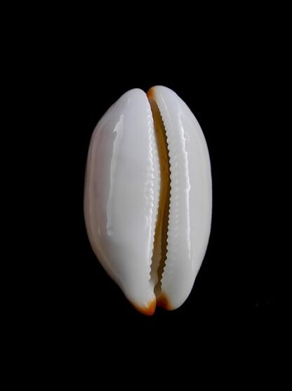 Cypraea givella 26,5 mm Gem-11387