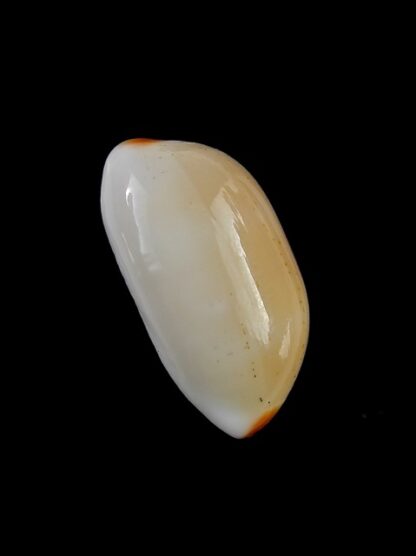 Cypraea givella 26,5 mm Gem-11386