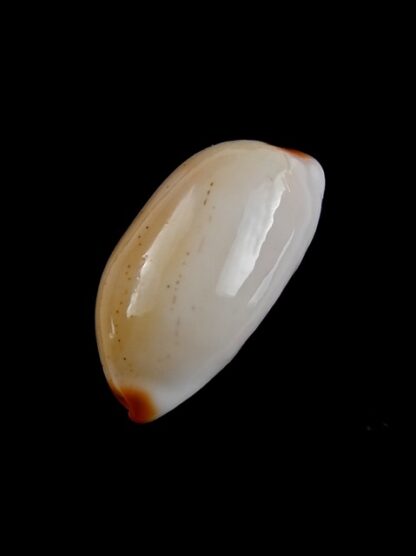 Cypraea givella 26,5 mm Gem-11388