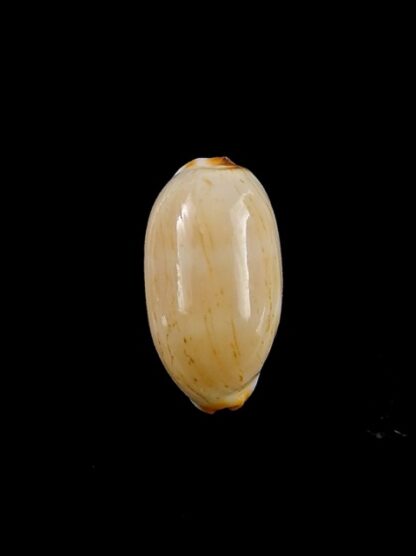 Cypraea givella 20 mm Gem-11371