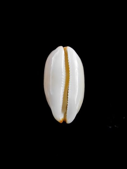Cypraea givella 20 mm Gem-11374