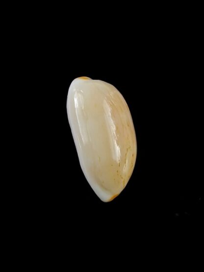 Cypraea givella 20 mm Gem-11372