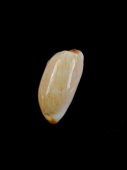 Cypraea givella 20 mm Gem-11375