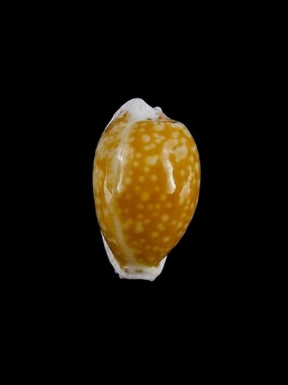 Cypraea cernica tomlini 17,9 mm Gem-11347