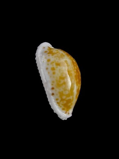 Cypraea cernica tomlini 17,9 mm Gem-11348